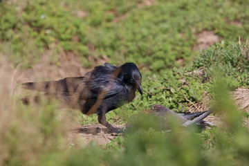 scavenging crow