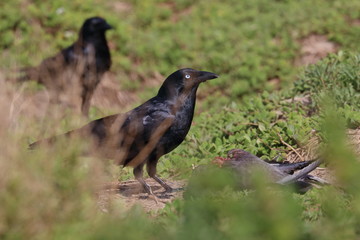 scavenging crow