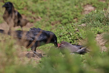 scavenging crow