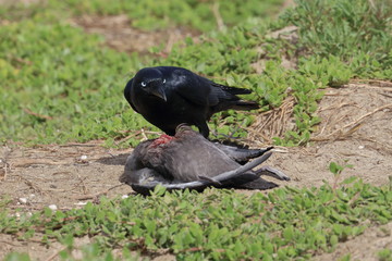 scavenging crow