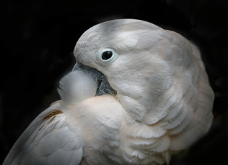 A white cockatoo preening its feathers - a closeup showing eye, beak and feathers. 