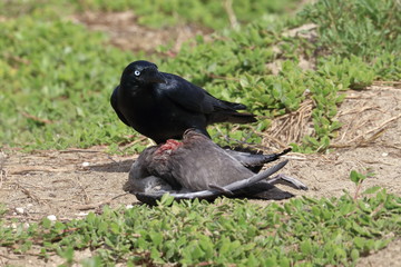 scavenging crow