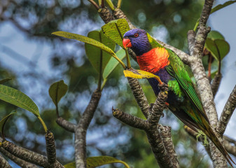 A beautiful rainbow lorikeet parrot sitting in a tree, 