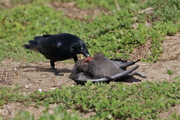 Obraz premium scavenging crow