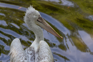 Dalmatian pelican Pelecanus crispus the largest Pelican in the world