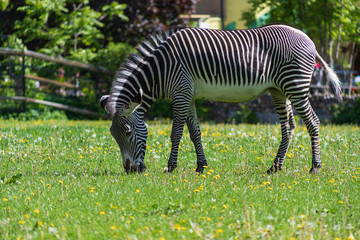 Fototapeta na wymiar Black and white striped Zebra grazing on a green meadow with dandelions in the Moscow zoo