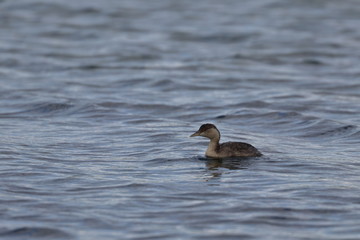 hoary headed grebe