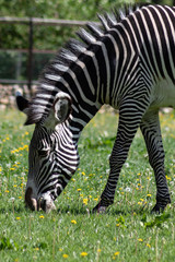 Fototapeta na wymiar Black and white striped Zebra grazing on a green meadow with dandelions in the Moscow zoo