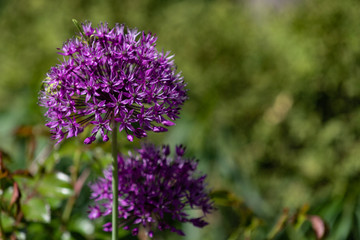 Close-up of unusual beautiful onion flowers on a summer field. Alley allium giganteum .