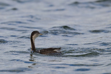 hoary headed grebe