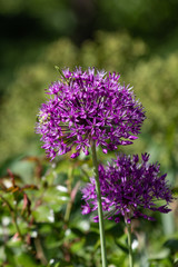 Close-up of unusual beautiful onion flowers on a summer field. Alley allium giganteum .