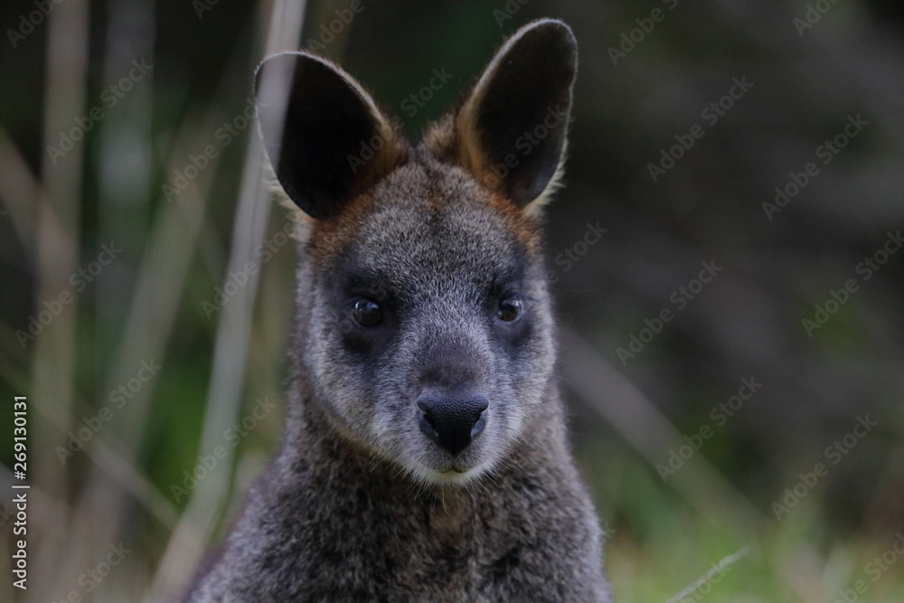 Canvas Prints black wallaby