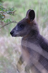 black wallaby