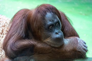 Naklejka premium portrait of a pensive orange orangutan with a funny face lazily watching what is happening,