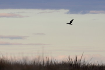 swamp harrier