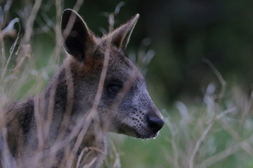 black wallaby