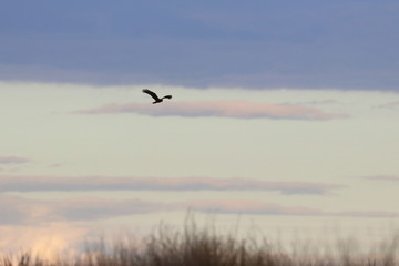 swamp harrier