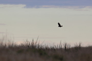 swamp harrier