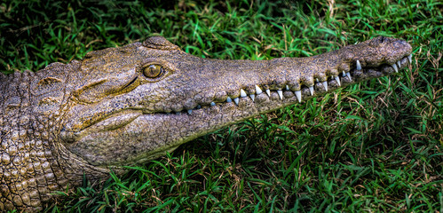 Fototapeta premium Australian fesh water crocodile showing its long snout with teeth exposed. 