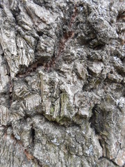 Tree bark nature