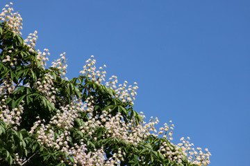 Beautiful branches with white horse chestnut flowers and green leaves against the blue sky