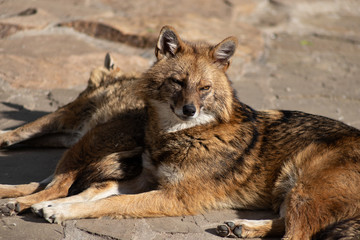 Cunning and quick-witted Golden Jackal loves sweets and pheasants