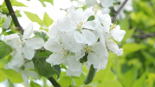 Blooming apple tree in spring time.