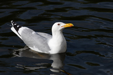 Portrait of a beautiful sea Gull with an orange beak and red rims around the eyes