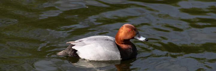 Ordinary Fire Aitia Ferina Drake floats on the green water of the pond