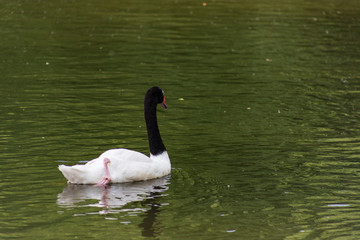 Black Necked Swan Cygnus melancoryphus is a swan that is the largest waterfowl native to South America.