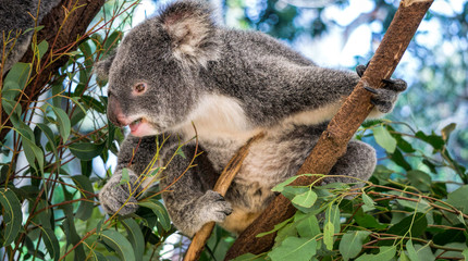 A koala on an eucalyptus tree  stretching out to grab and eat leaves. 