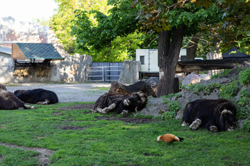Unfortunate animal. Shabby unkempt musk ox in the Moscow zoo