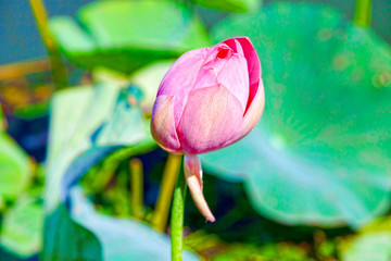 Lotus flowers among the big lake.