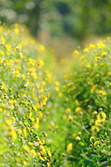 Yellow Chrysanthemum flowers bloom in the garden
