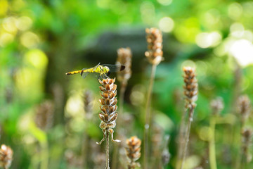 ウツボグサにトンボ