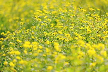 Yellow Chrysanthemum flowers bloom in the garden