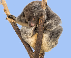 A sleeping koala in a very funny position up a bare tree.  © Carolyn