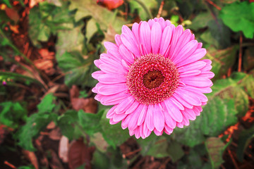 Colorful pink gerbera or barberton daisy flower blooming top view in garden green leaf background