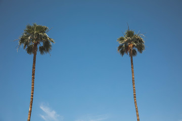 Plam trees