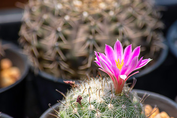 Pink flowers of castas That is blossoming in pots.