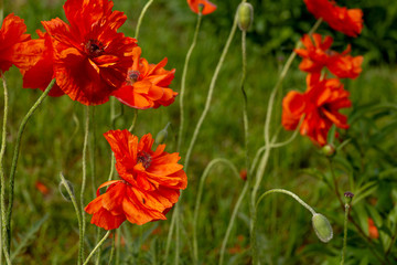 Beautiful view of red poppies blooming and buds in the garden