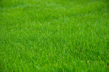 Green grass on  field.  Background image.  Texture