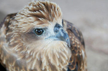 portrait of falcon