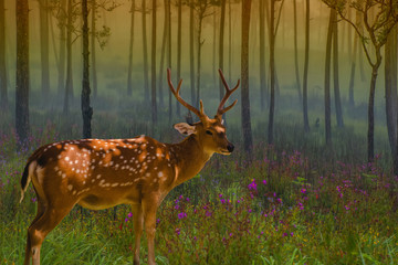 Chital deer. Chital deer or spotted deer standing in nature