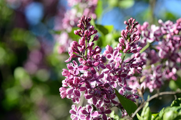 Flowering lilac bushes in the spring garden on a bright sunny day