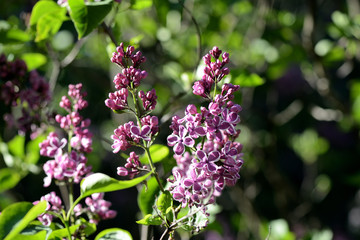 Flowering lilac bushes in the spring garden on a bright sunny day