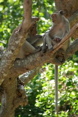 Monkey