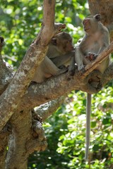 Monkey
