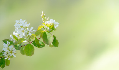 Saskatoon Berry Flower Banner