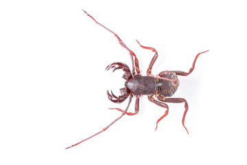 Whip Scorpion Isolated on White Background